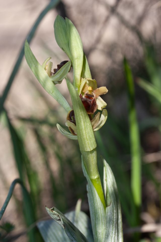 Ophrys della sezione Araniferae